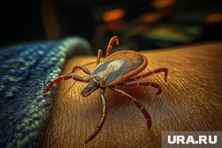 Клещи относятся к классу паукообразные