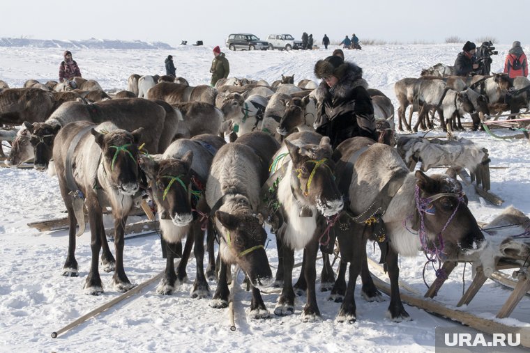 Погибли в основном молодые особи