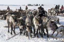 Погибли в основном молодые особи