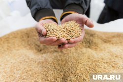 Пшеница стала самым подорожавшим товаром в мире, исходя из данных биржи