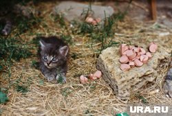 Женщина содержала животных в плохих условиях (архивное фото)