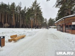 Черняевский лес входит в проект благоустройства общественных пространств «Зеленое кольцо»