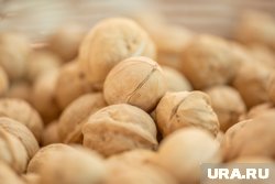 Грецкие орехи стоит употреблять в умеренных количествах
