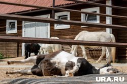 Постояльцы жаловались на неприятный запах в номерах и шум, что отражалось на репутации гостиницы