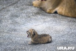 Львенку не больше месяца