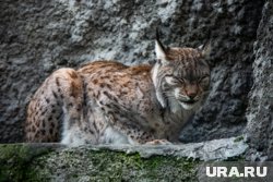 Рыси живут в новом вольере