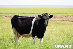 Чтобы корову реже кусали насекомые, ее надо окрасить под зебру