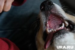 По словам родителей, хозяин стоял рядом, но ничего не предпринял