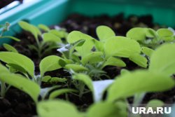 В случае переизбытка удобрений нужно прекратить подкормку и промыть почву чистой водой