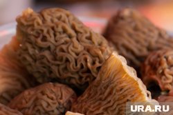 Жительница Сургута нашла первые грибы в лесу