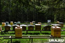 Он обнаружил ее возле пасеки, искусанную комарами