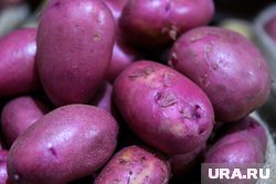 Продавцы стараются продать клубни до завершения посадок