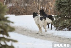 В работу по возмещению компенсации от укусов включилась прокуратура Приуральского района