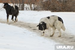 Безнадзорных собак будут отлавливать 