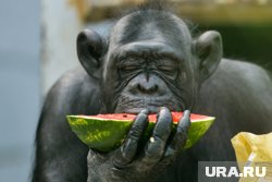 Мякоть арбуза не должна кисло пахнуть и быть глянцевой