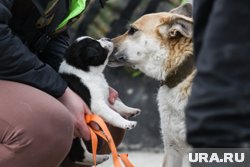 У эвакуированных жителей было 34 кота и 11 собак
