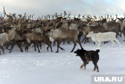 Ямальских оленегонных собак обработали от глистов (архивное фото)