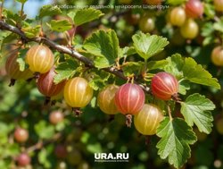 Крыжовник начинает плодоносить в середине лета