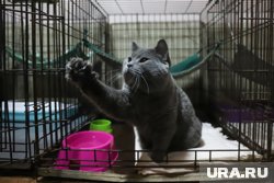 Стоимость размещения в зоогостиницах Челябинска начинается от 500 рублей