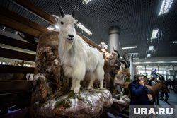 В хозяйстве 14 альпийских доильных коз (архивное фото)