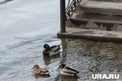 В Курганской области сложились идеальные условия для прохождения половодья, но есть нюанс