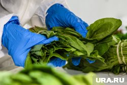 Появилась первая зелень — щавель, редис, укроп