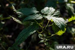 День крапивного заговенья праздновали 11 июля