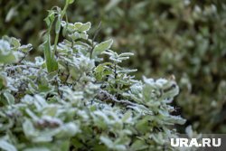 Заморозки придут в Курганскую область