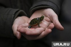 В Твери на помойке нашли более десятка больных среднеазиатских черепашат