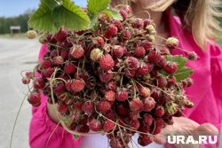 Земляничные, клубничные и черничные поляны раскиданы во всех уголках региона