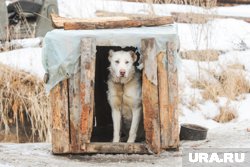 В Бурятии разрешена эвтаназия бездомных животных