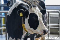 За 2025 год в Казахстан было вывезено 344 головы КРС