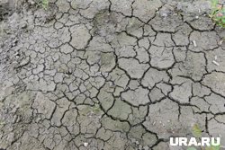 Засуха 1989 года уничтожила половину урожая в Курганской области