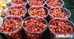 Сезон земляники начался на несколько недель раньше 