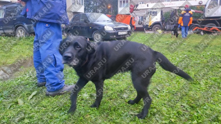 Собака Гита прилетела в Нижний Тагил из Москвы