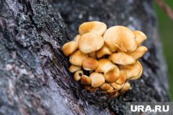 В лесах Челябинской области массово пошли опята 
