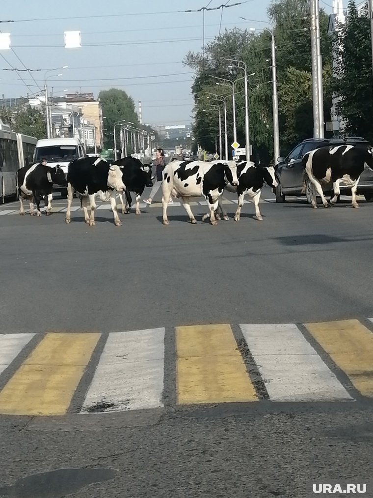 Парнокопытные чувствуют себя в городских условиях абсолютно спокойно