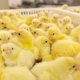 В Тюменской области выставили на продажу Боровскую птицефабрику