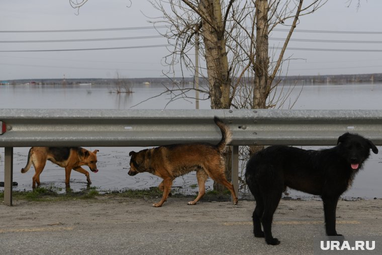 В Ноябрьске бродячие собаки продолжают нападать на людей