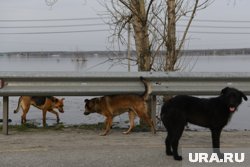 В ЯНАО стая бродячих собак напала на велосипедиста. Видео