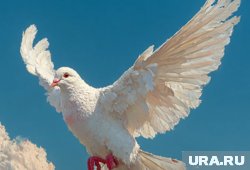 Международный день мира отмечают 21 сентября 2025