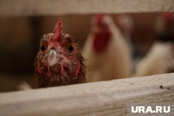 На птицефабрике опять горел птичник