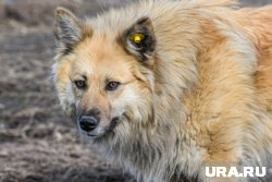 В Лабытнанги агрессивные собаки напали на девочку