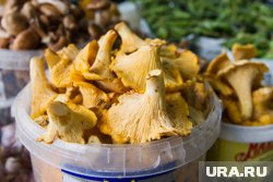 За пару часов тюменка собрала два ведра и корзину грибов