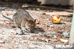 Челябинцы жалуются на большое количество крыс