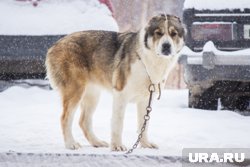 Жительница Кургана, пострадавшая от алабая, добивается правосудия через приемную Бастрыкина