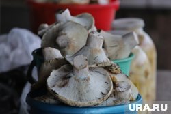 Курганцы собирают грузди в Кетовском округе