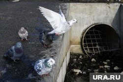 Нечистоты стекают в пруд уже в течение месяца