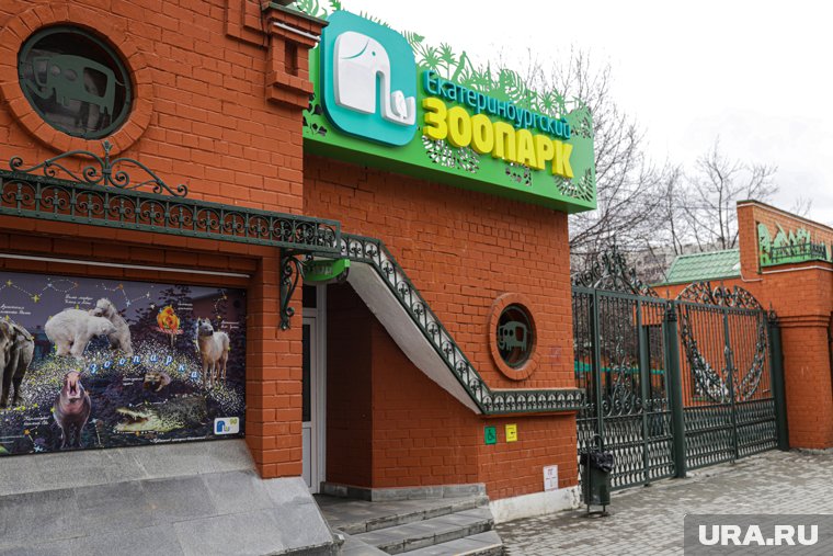 Имя примату выбрали работники Екатеринбургского зоопарка