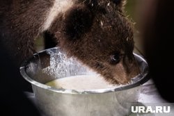 Мать с детенышами, вероятно, привлекло обилие ягод рядом с поселком (архивное фото) 